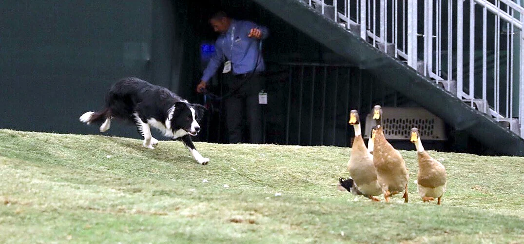 A border collie herding a line of ducks across turf during a Flyaway Geese demo.
